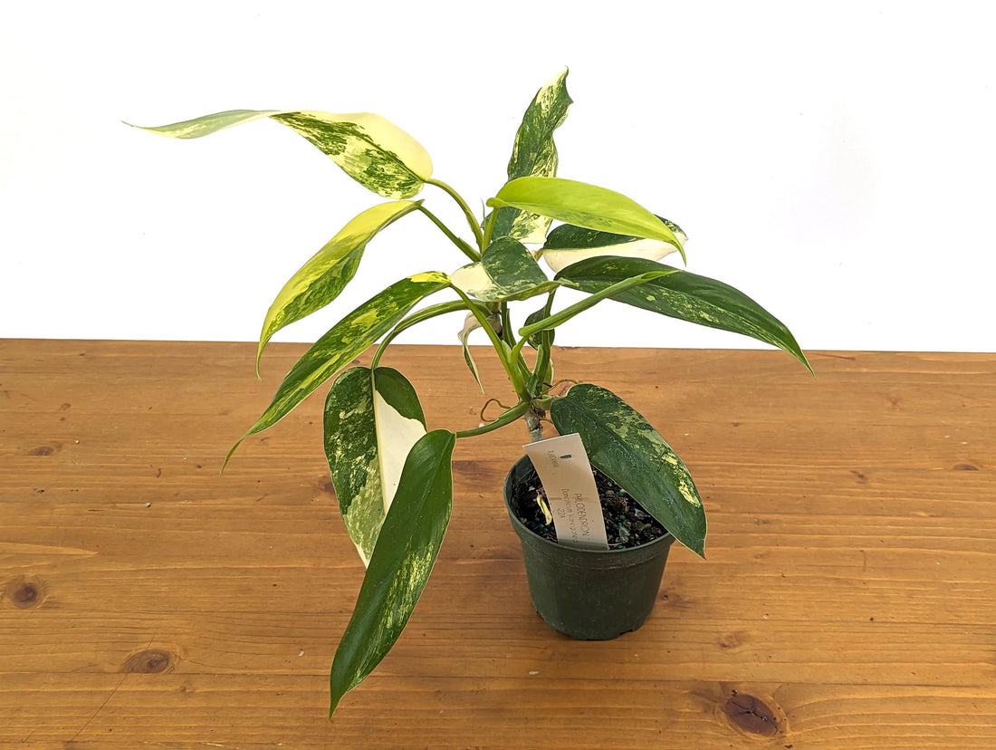 Philodendron Domesticum Variegated Plant in 4 Inch Pot 