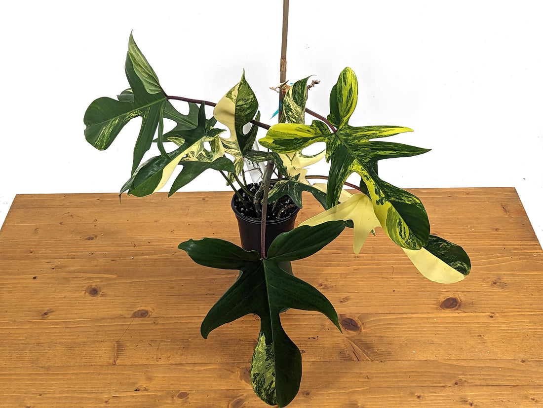 Philodendron Florida Beauty Dark - 8+Leaves - Exact XL Plant in 4 Inch Pot - 