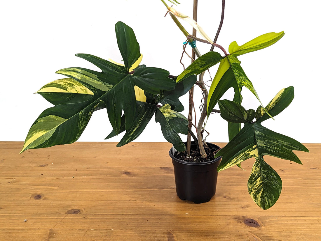 Exact Philodendron Florida Beauty 6+Leaves Exact XL Plant in 4 Inch Pot - 