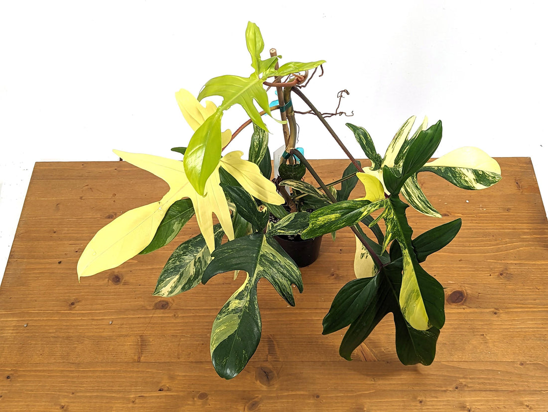 Philodendron Florida Beauty 7+Leaves Exact XL Plant in 4 Inch Pot - 