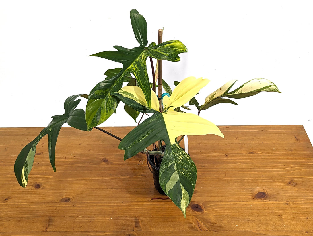 Philodendron Florida Beauty 5+Leaves Exact XL Plant in 4 Inch Pot - 