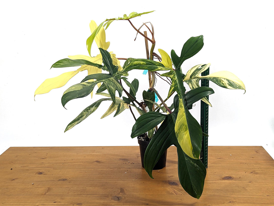 Philodendron Florida Beauty 7+Leaves Exact XL Plant in 4 Inch Pot - 