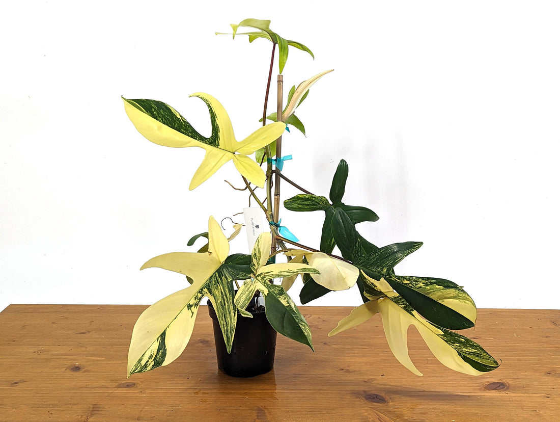 Philodendron Florida Beauty 8+Leaves Exact XL Plant in 4 Inch Pot - 