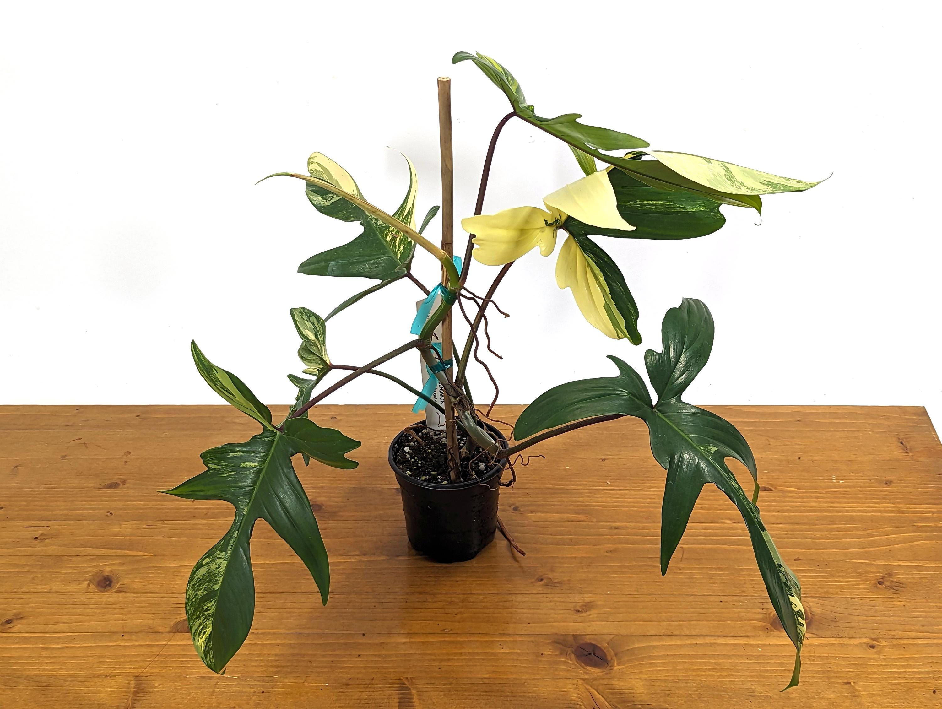 Philodendron Florida Beauty 5+Leaves Exact XL Plant in 4 Inch Pot - 