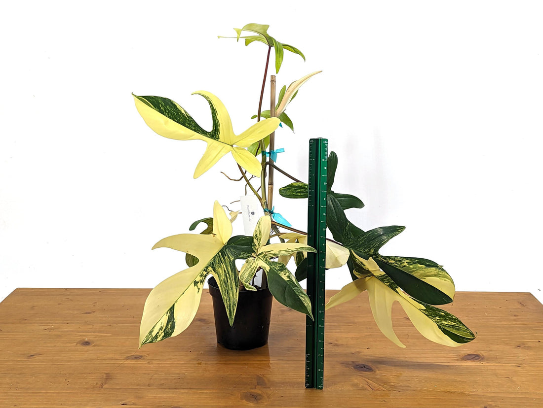 Philodendron Florida Beauty 8+Leaves Exact XL Plant in 4 Inch Pot - 