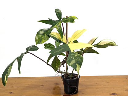 Philodendron Florida Beauty 5+Leaves Exact XL Plant in 4 Inch Pot - 