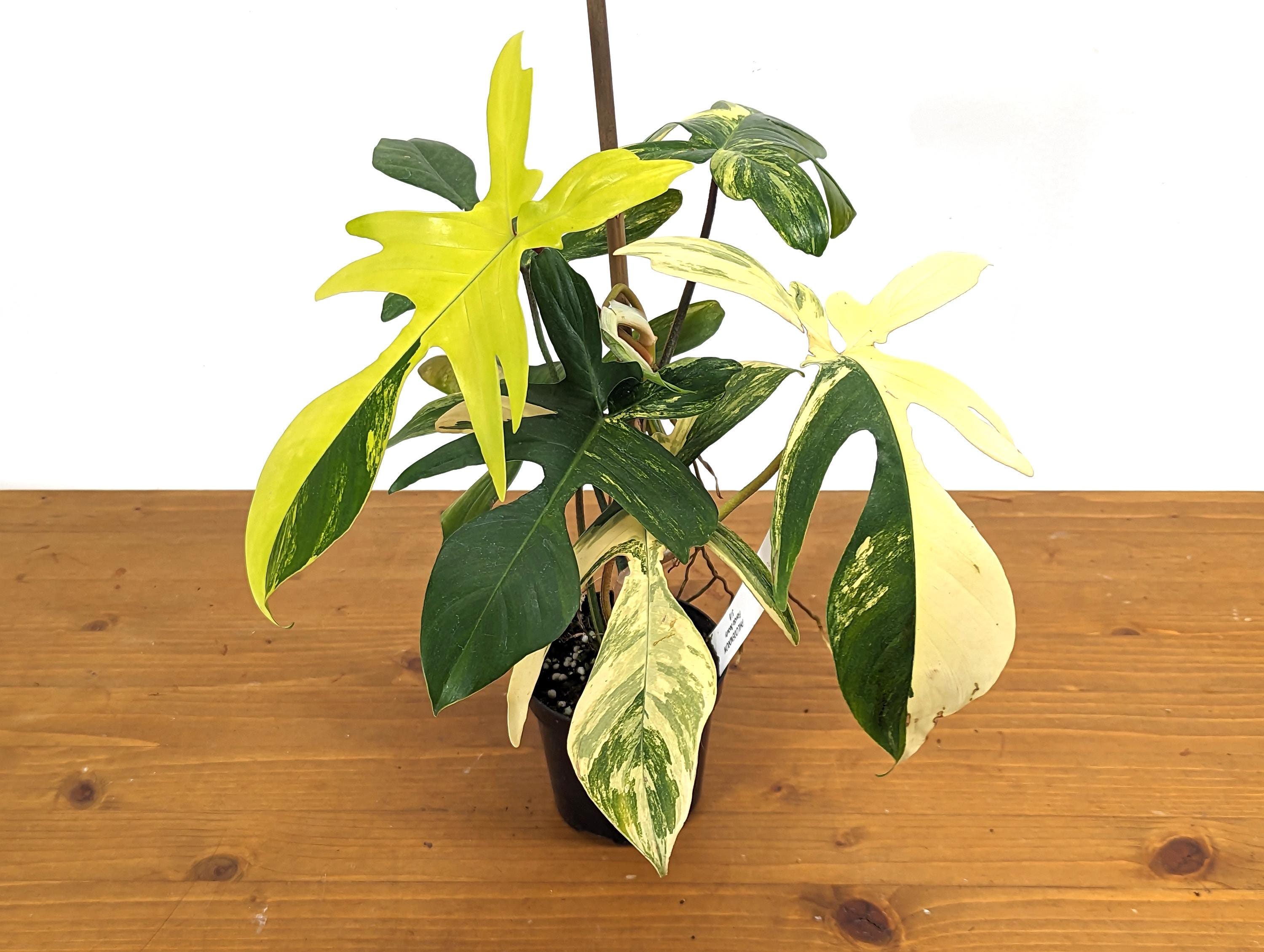 Philodendron Florida Beauty 7+ Leaves Exact XL Plant in 4 Inch Pot - 