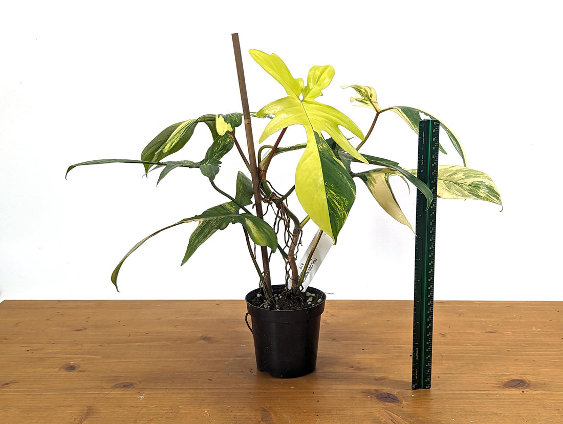 Philodendron Florida Beauty 7+ Leaves Exact XL Plant in 4 Inch Pot - 