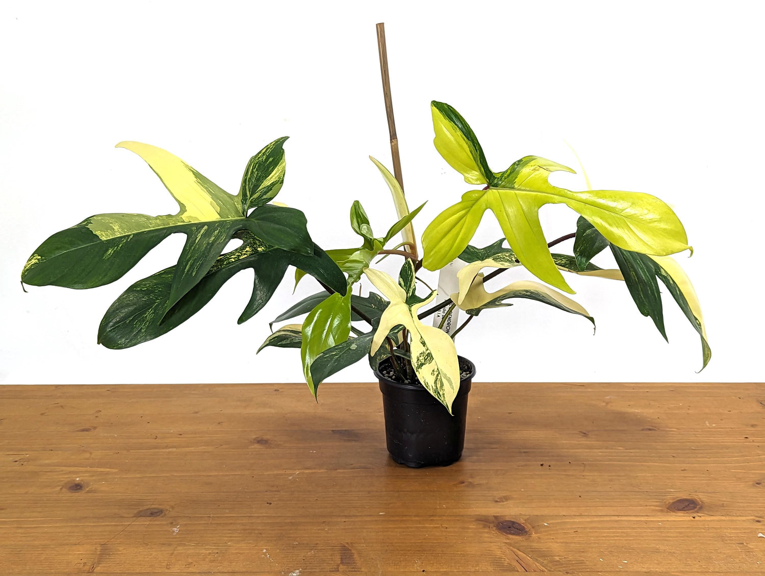 Philodendron Florida Beauty 10+ Leaves Exact XL Plant in 4 Inch Pot - 