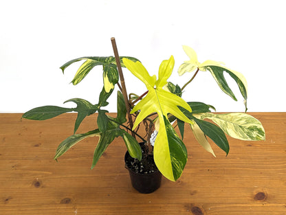 Philodendron Florida Beauty 7+ Leaves Exact XL Plant in 4 Inch Pot - 