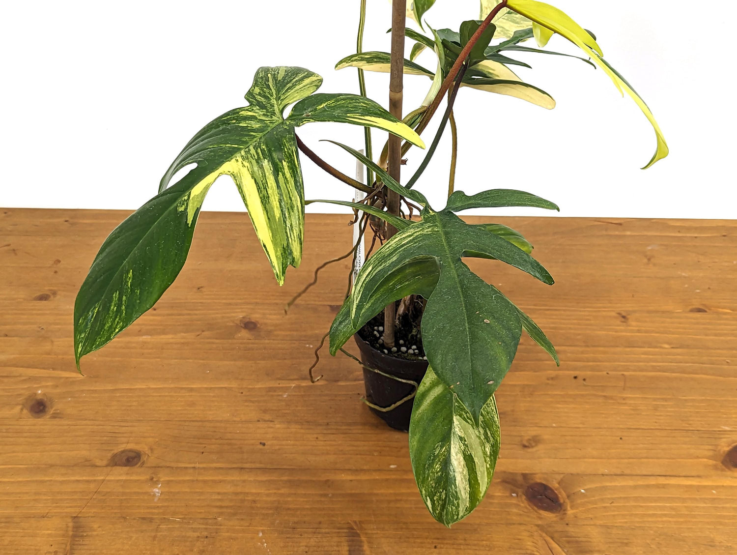 Philodendron Florida Beauty 7+ Leaves Exact XL Plant in 4 Inch Pot - 