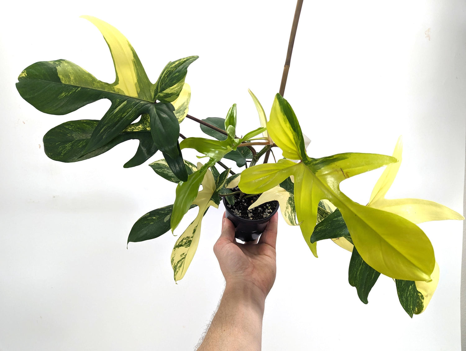 Philodendron Florida Beauty 10+ Leaves Exact XL Plant in 4 Inch Pot - 