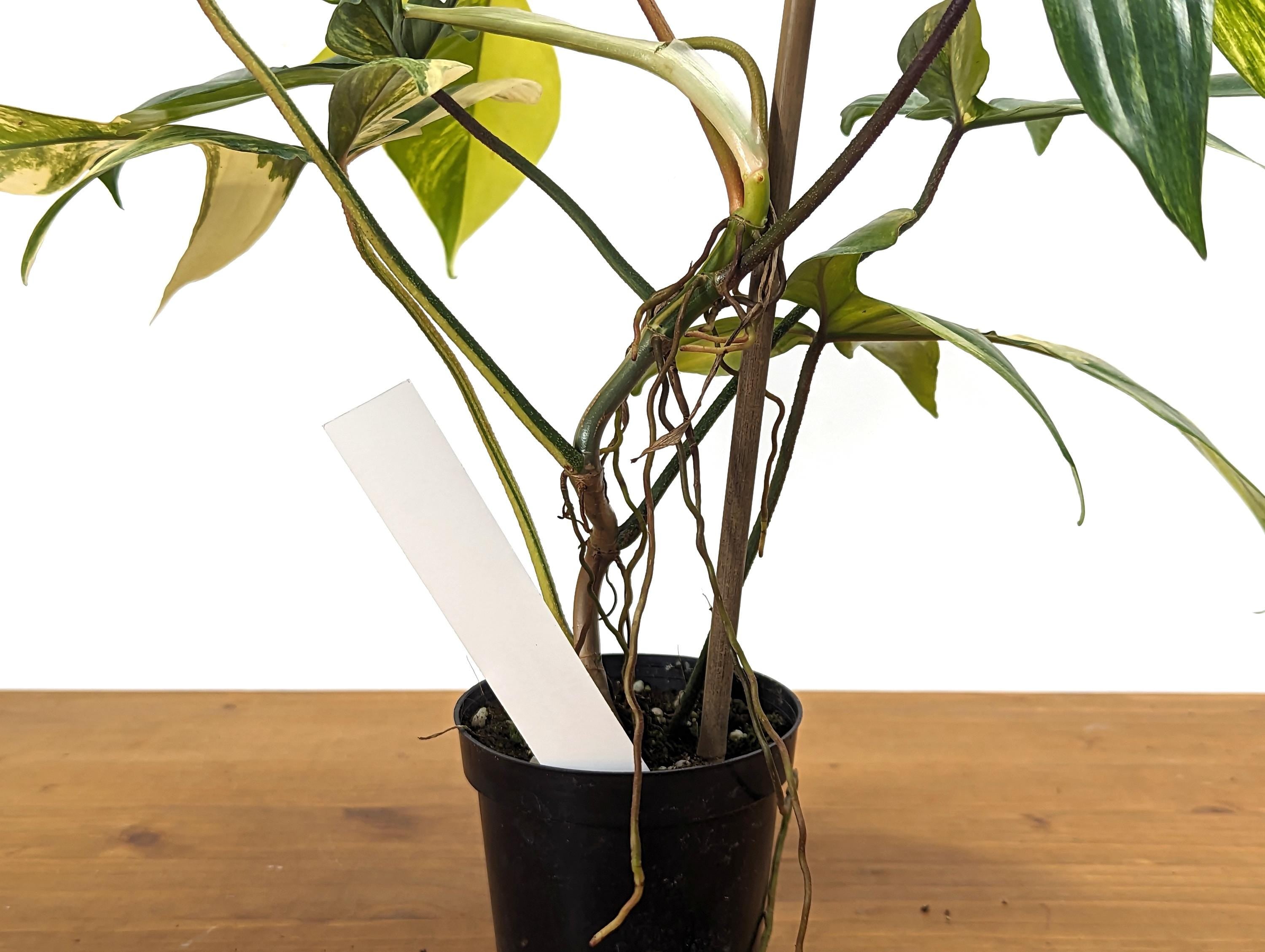 Philodendron Florida Beauty 7+ Leaves Exact XL Plant in 4 Inch Pot - 