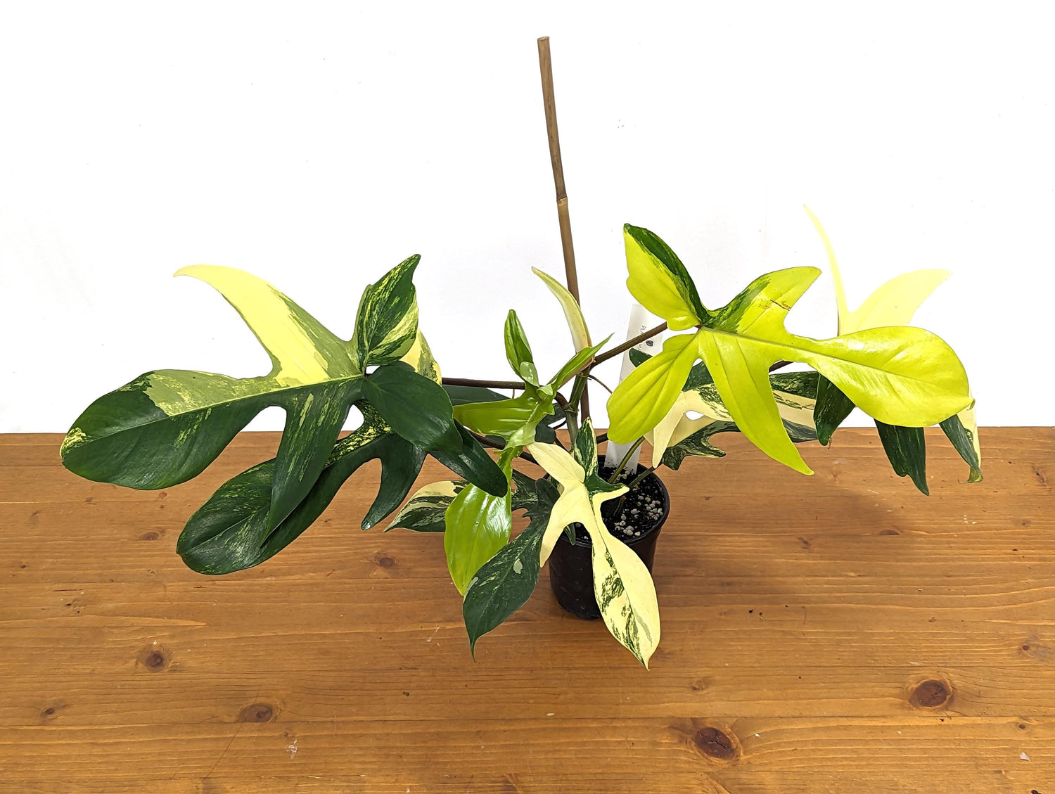 Philodendron Florida Beauty 10+ Leaves Exact XL Plant in 4 Inch Pot - 