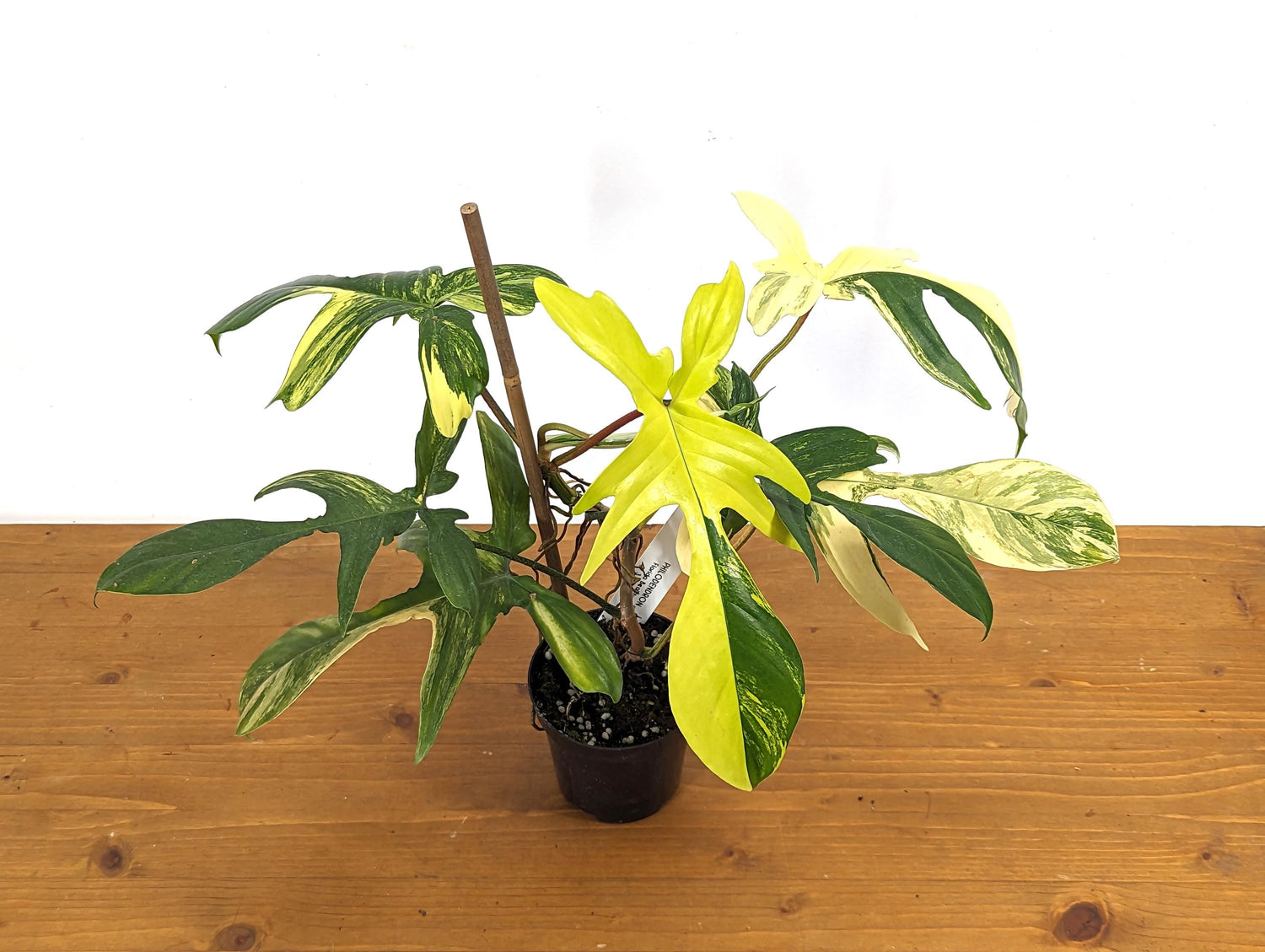 Philodendron Florida Beauty 7+ Leaves Exact XL Plant in 4 Inch Pot - 