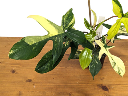 Philodendron Florida Beauty 10+ Leaves Exact XL Plant in 4 Inch Pot - 