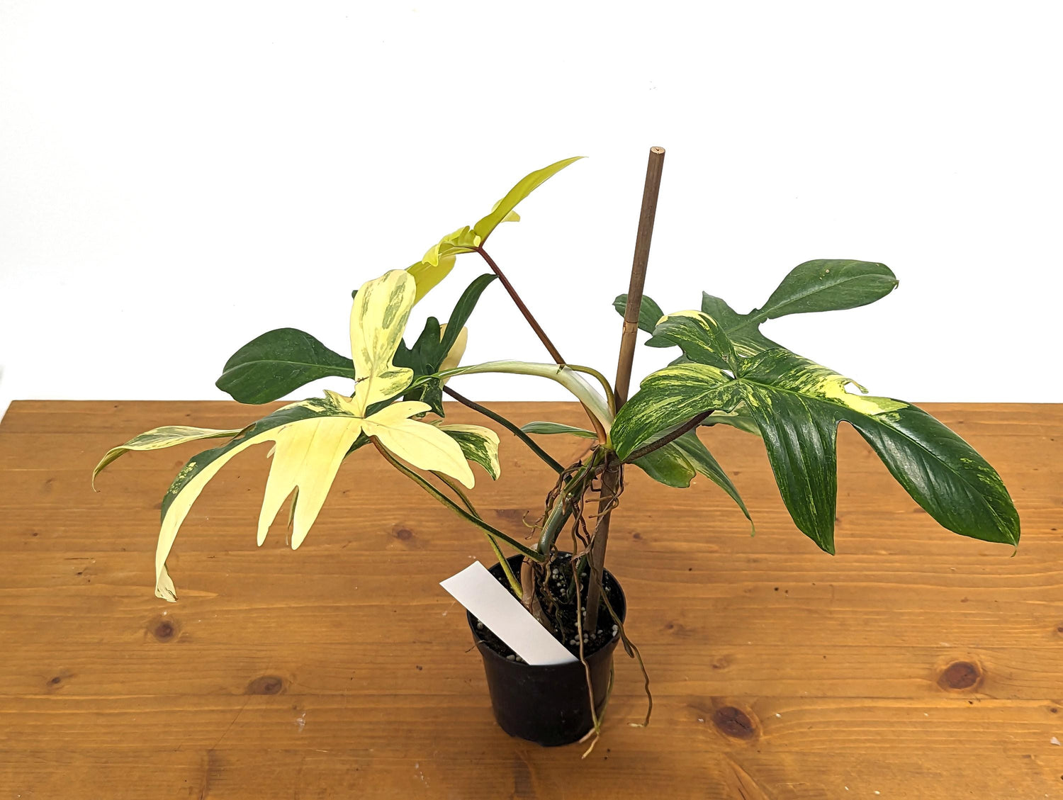 Philodendron Florida Beauty 7+ Leaves Exact XL Plant in 4 Inch Pot - 