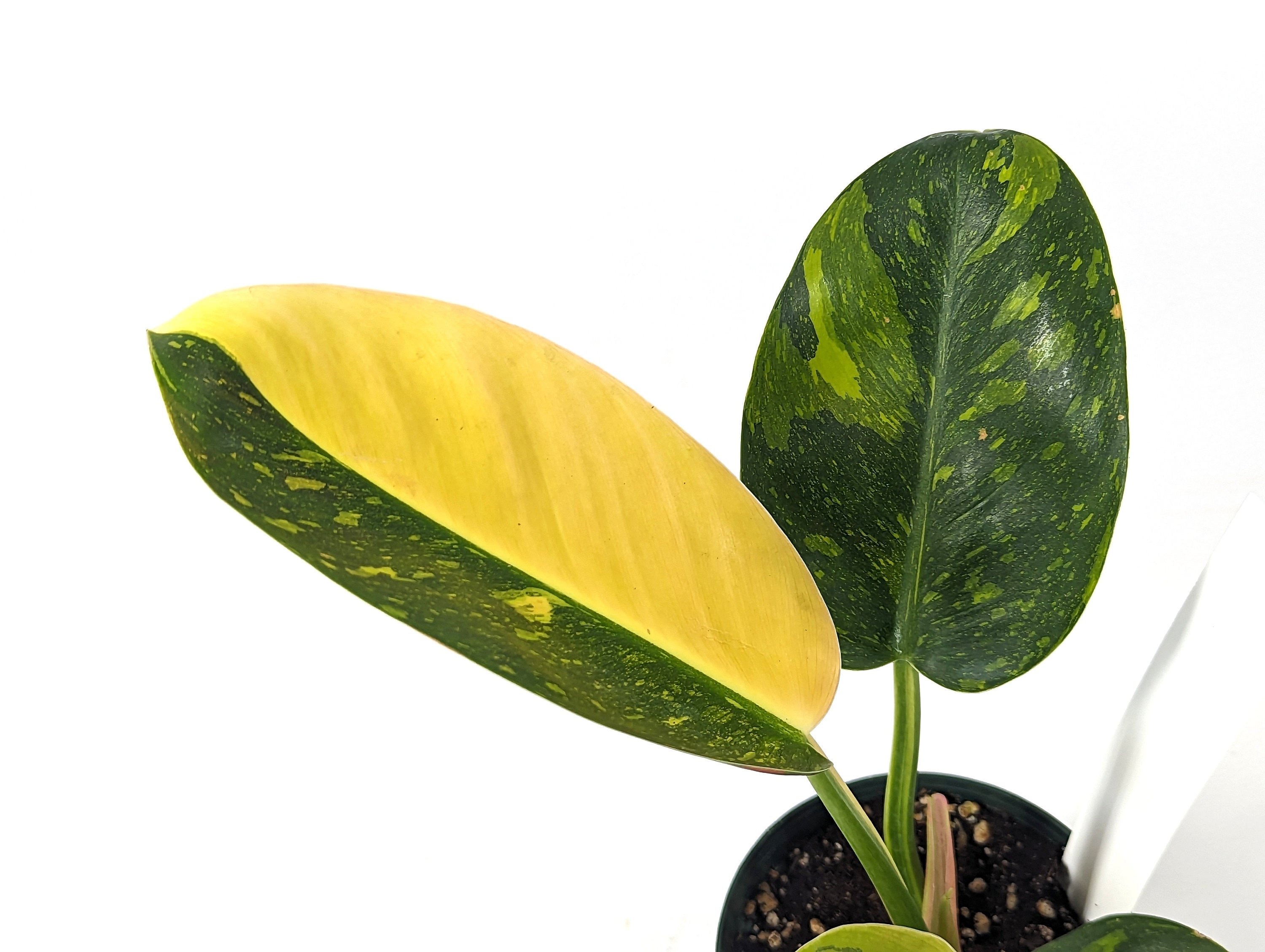 Philodendron Green Congo Variegated HALF MOON 4 inch Pot - Exact Plant Pictured One Of a Kind Amazing Color