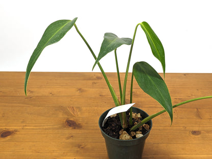 Monstera Burle Marx Flame Plant - Rooted Live Plant - 4 inch pot 