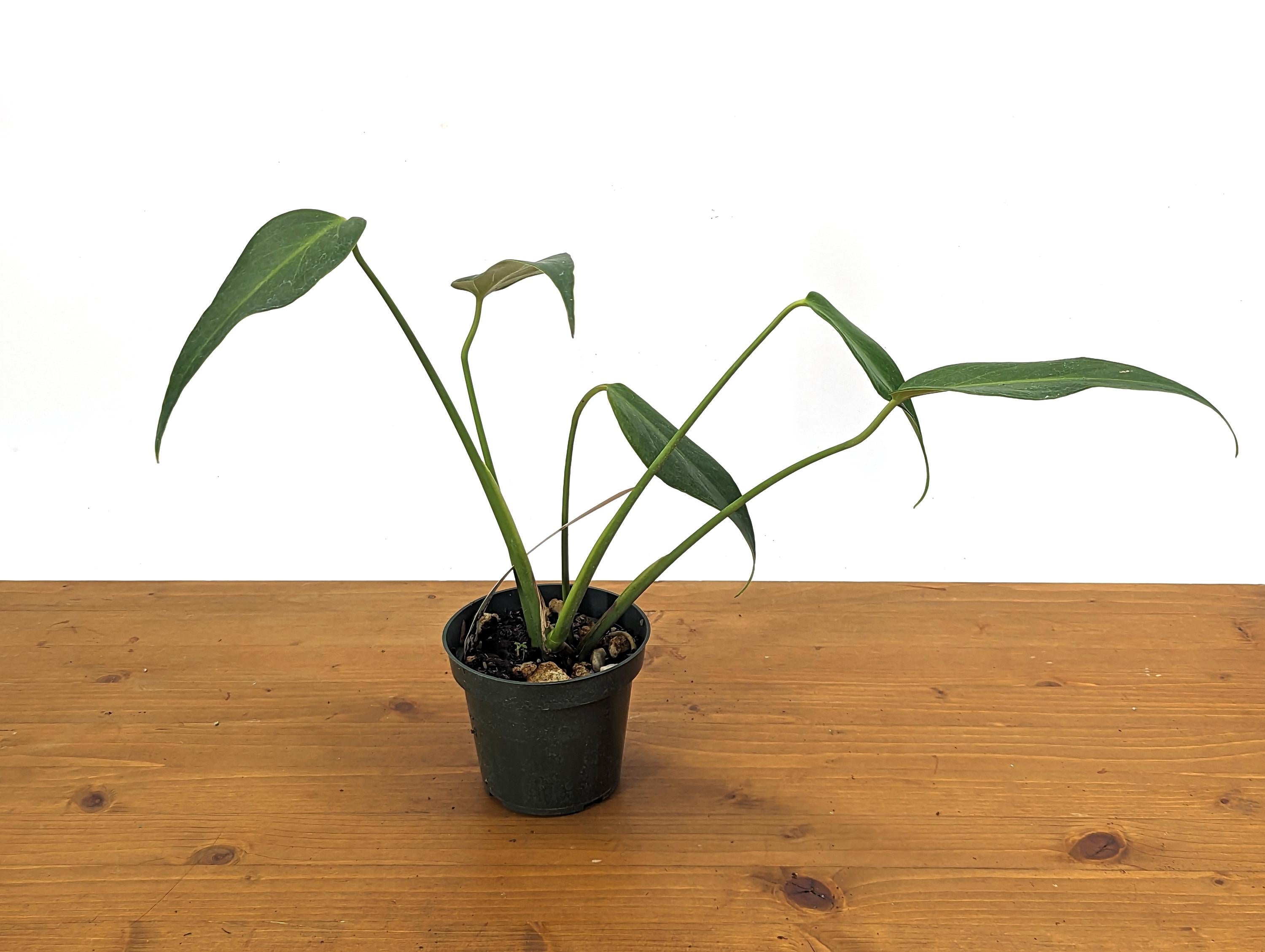 Monstera Burle Marx Flame Plant - Rooted Live Plant - 4 inch pot 