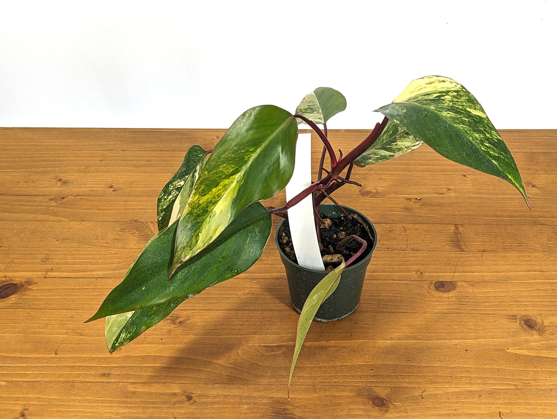 Exact Strawberry Shake Philodendron 