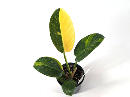 Philodendron Green Congo Variegated HALF MOON 4 inch Pot - Exact Plant Pictured One Of a Kind Amazing Color