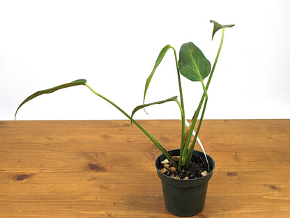 Monstera Burle Marx Flame Plant - Rooted Live Plant - 4 inch pot 