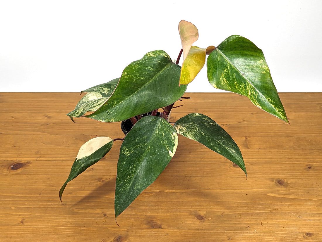 Exact Philodendron Strawberry Shake High Variegation with 8+ Leaves in 4 inch Pot - Exact Plant 