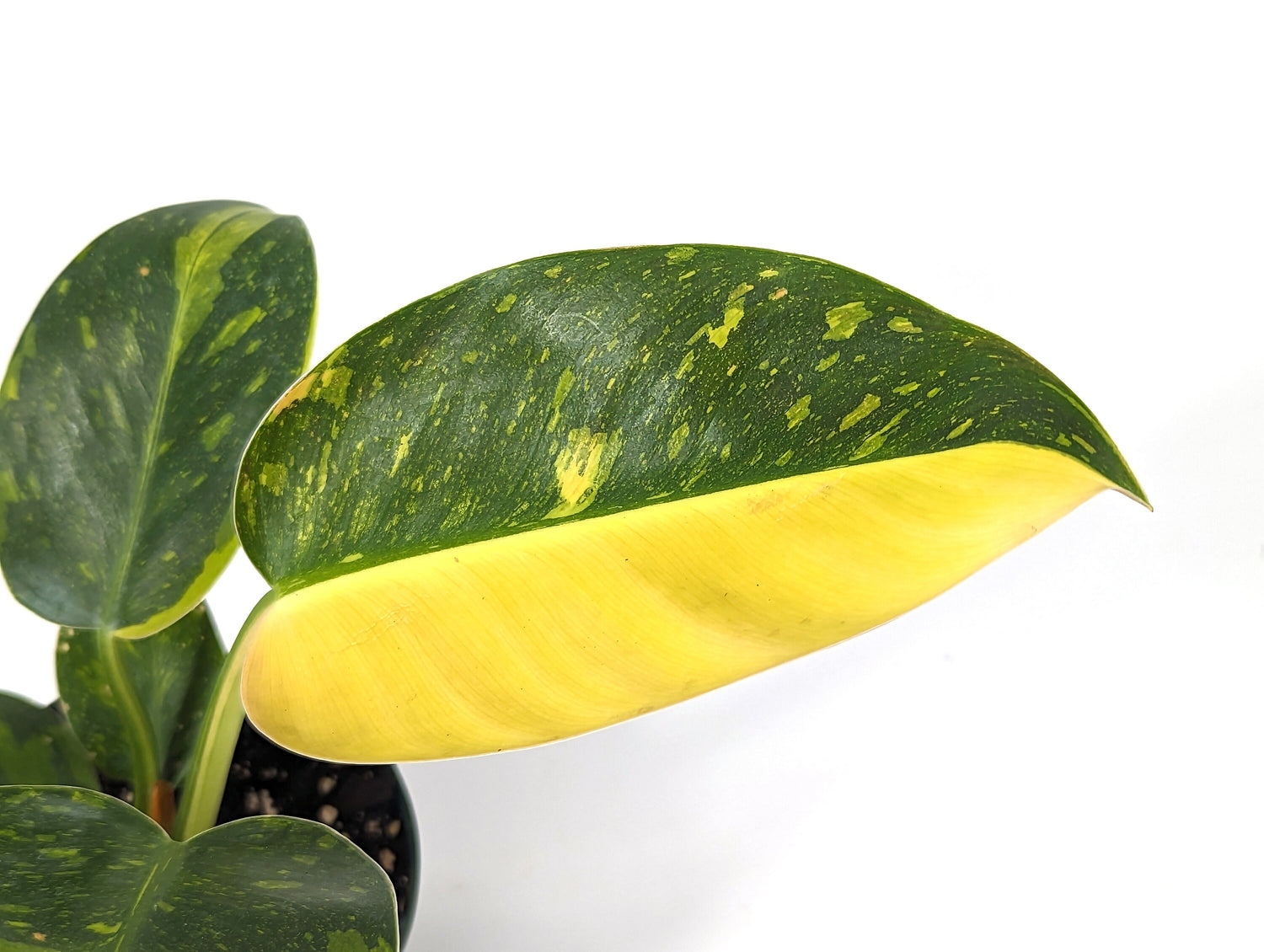 Philodendron Green Congo Variegated HALF MOON 4 inch Pot - Exact Plant Pictured One Of a Kind Amazing Color