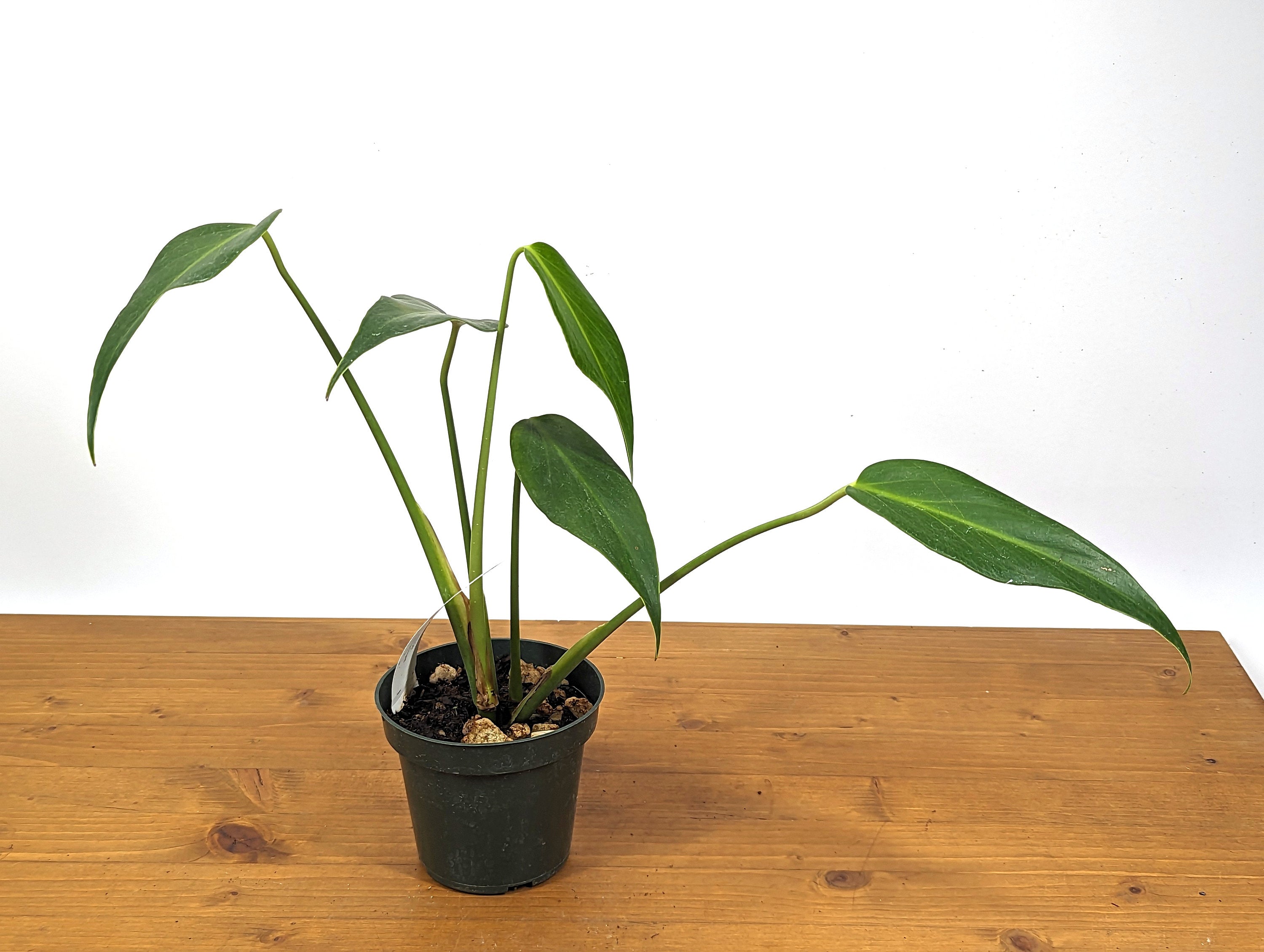 Monstera Burle Marx Flame Plant - Rooted Live Plant - 4 inch pot 