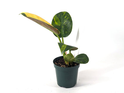 Philodendron Green Congo Variegated HALF MOON 4 inch Pot - Exact Plant Pictured One Of a Kind Amazing Color