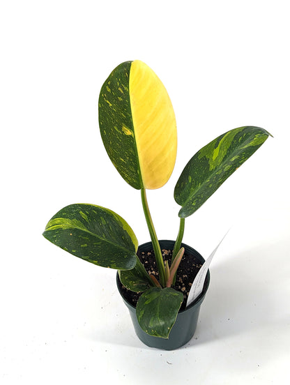 Philodendron Green Congo Variegated HALF MOON 4 inch Pot - Exact Plant Pictured One Of a Kind Amazing Color