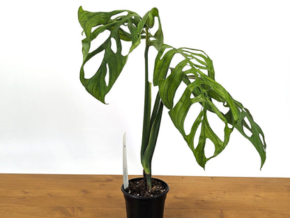 Monstera Esqueleto in 4 Inch Pot - XL Size Exact Plant 