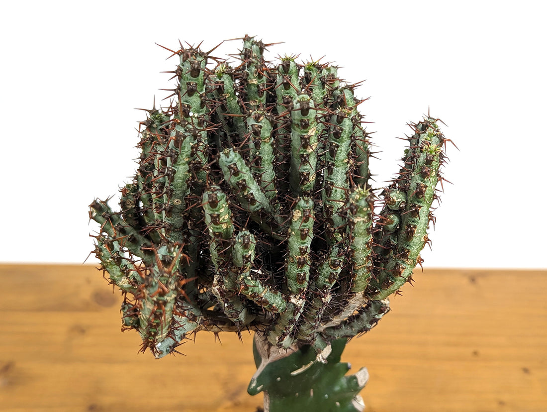 Euphorbia Aeruginosa Grafted Rooted Live Plant - 4 Inch Pot