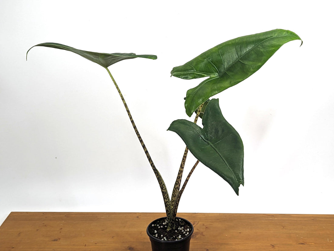 XL Alocasia Zebrina Approx 16&quot; Tall in 4 inch pot - LIMITED QUANTITIES