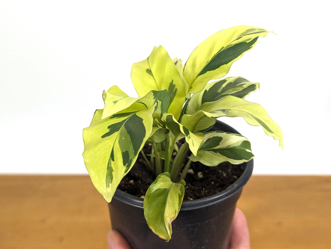 Calathea Yellow Fusion &