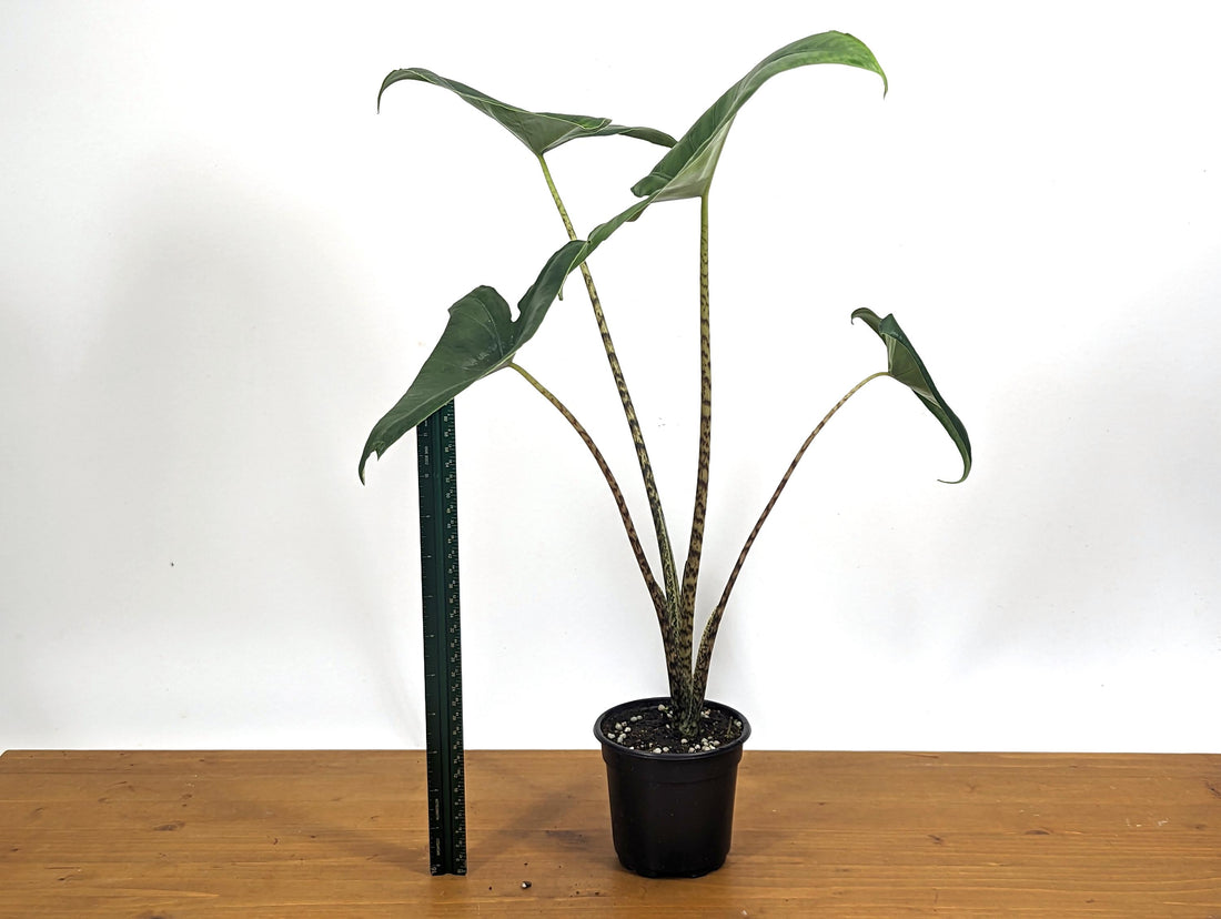 XL Alocasia Zebrina Approx 16&quot; Tall in 4 inch pot - LIMITED QUANTITIES