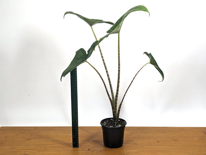 XL Alocasia Zebrina Approx 16&quot; Tall in 4 inch pot - LIMITED QUANTITIES