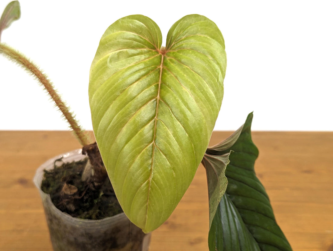 Rare Pink Serpens Philodendron - Live Tropical Houseplant 4 inch pot