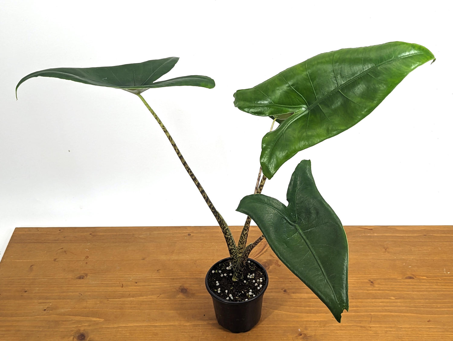 XL Alocasia Zebrina Approx 16&quot; Tall in 4 inch pot - LIMITED QUANTITIES