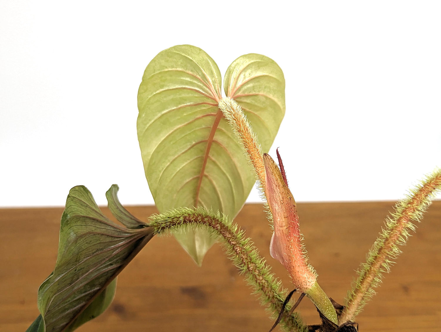 Rare Pink Serpens Philodendron - Live Tropical Houseplant 4 inch pot