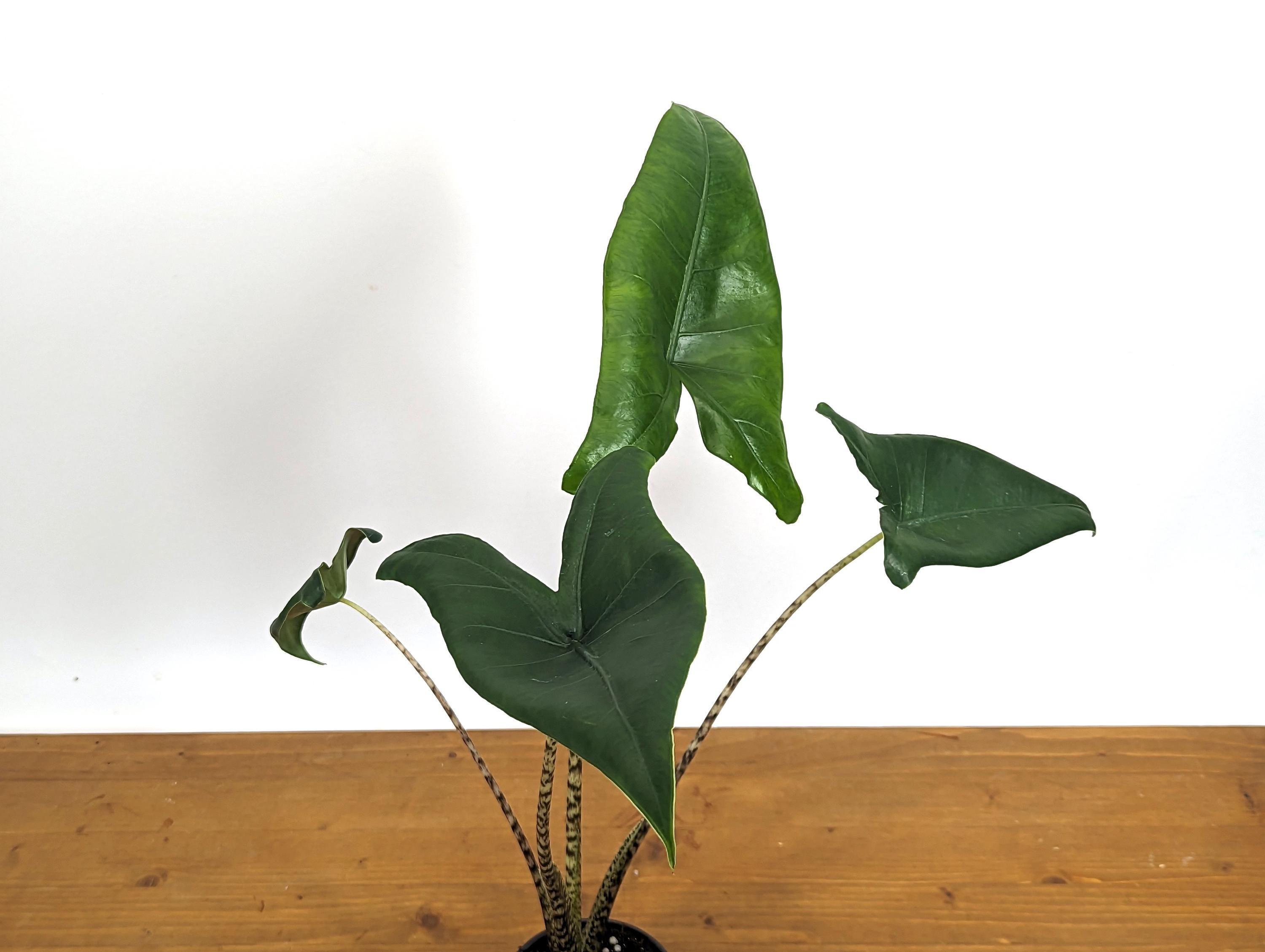 XL Alocasia Zebrina Approx 16&quot; Tall in 4 inch pot - LIMITED QUANTITIES