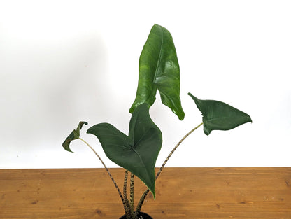 XL Alocasia Zebrina Approx 16&quot; Tall in 4 inch pot - LIMITED QUANTITIES