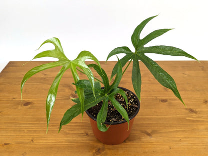 Anthurium Pedatoradiatum &