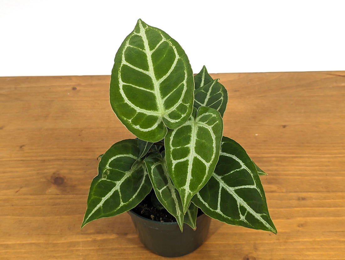 Anthurium Crystallinum x Magnificum - &