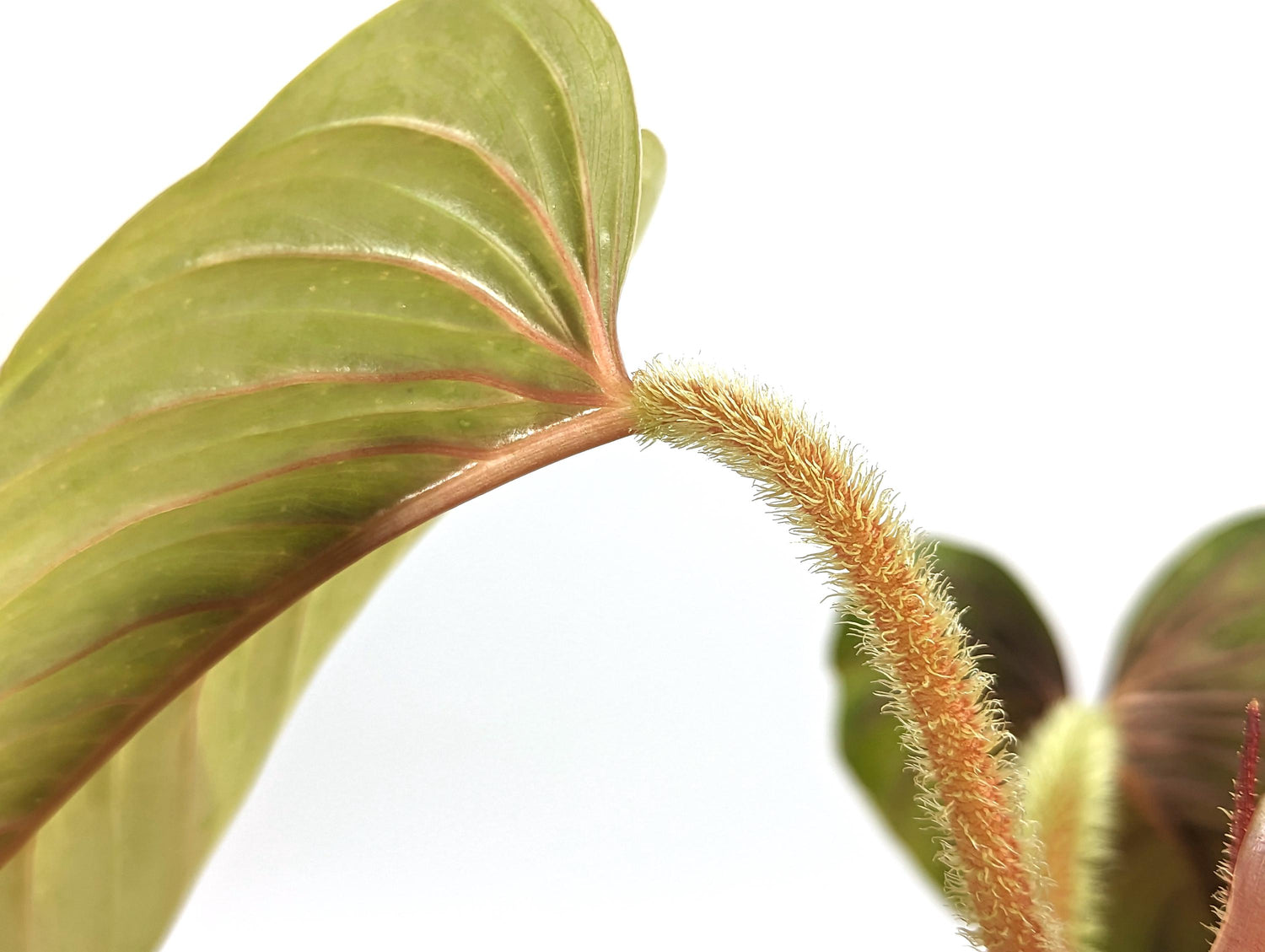 Rare Pink Serpens Philodendron - Live Tropical Houseplant 4 inch pot