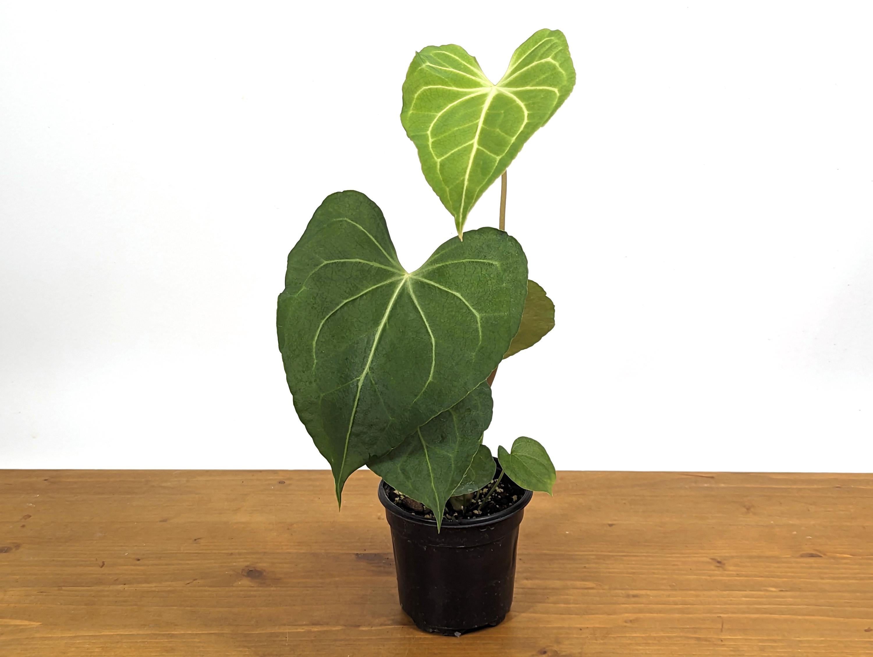 Anthurium Clarinervium Beautiful Live Anthurium in 4 Inch Nursery Pot Live Tropical Indoor House Plant