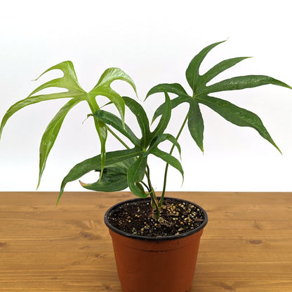 Anthurium Pedatoradiatum &