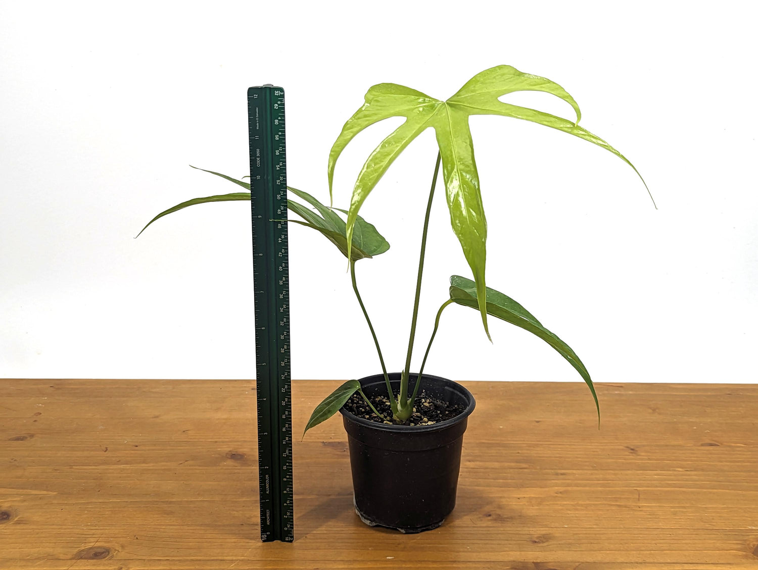 Anthurium Pedatoradiatum &