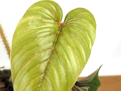 Rare Pink Serpens Philodendron - Live Tropical Houseplant 4 inch pot